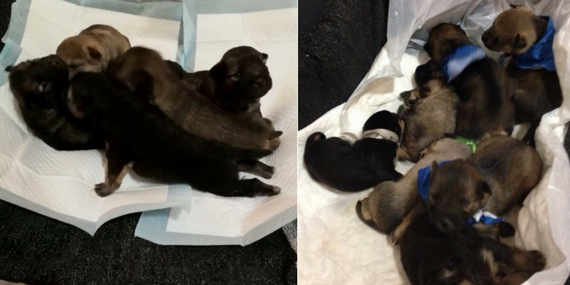 Cuccioli cane, 7 piccoli abbandonati dentro ad uno scatolone nel leccese cover