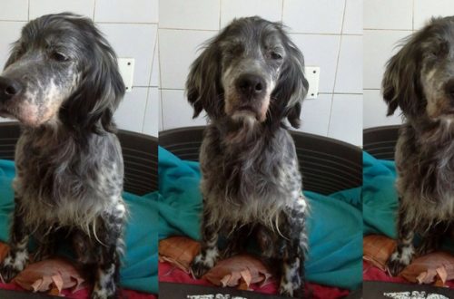 Cani da adottare: Lucy aspetta una famiglia che le illumini la vita thumb