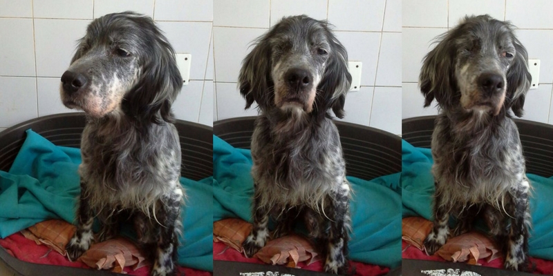 Cani da adottare: Lucy aspetta una famiglia che le illumini la vita cover