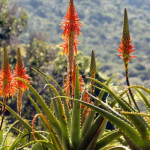aloe-arborescens