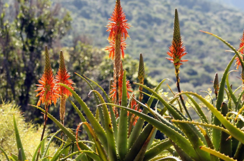 Integratori per cani e gatti: aloe, proprietà e benefici thumb