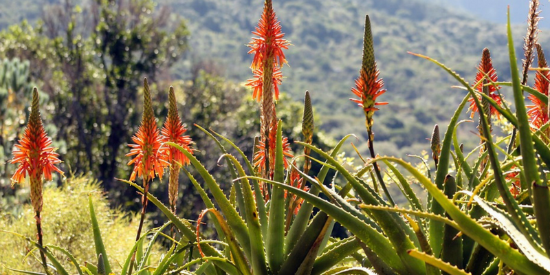 Integratori per cani e gatti: aloe, proprietà e benefici cover