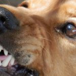 cane-che-ringhia