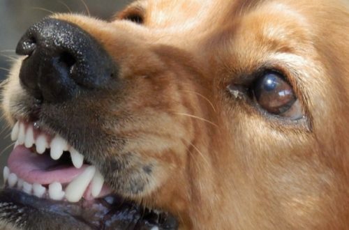 Psicofarmaci per il cane, inutili senza una terapia comportamentale di sostegno thumb