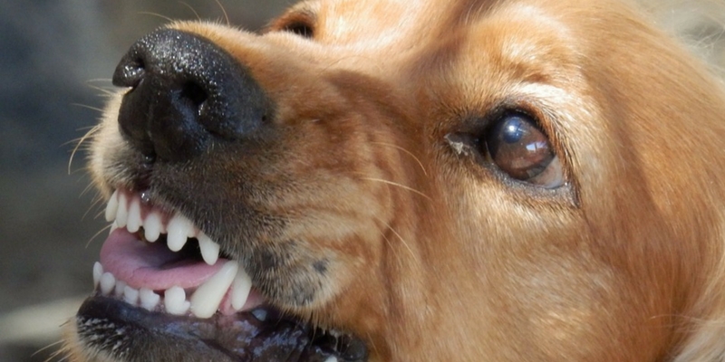 Psicofarmaci per il cane, inutili senza una terapia comportamentale di sostegno cover