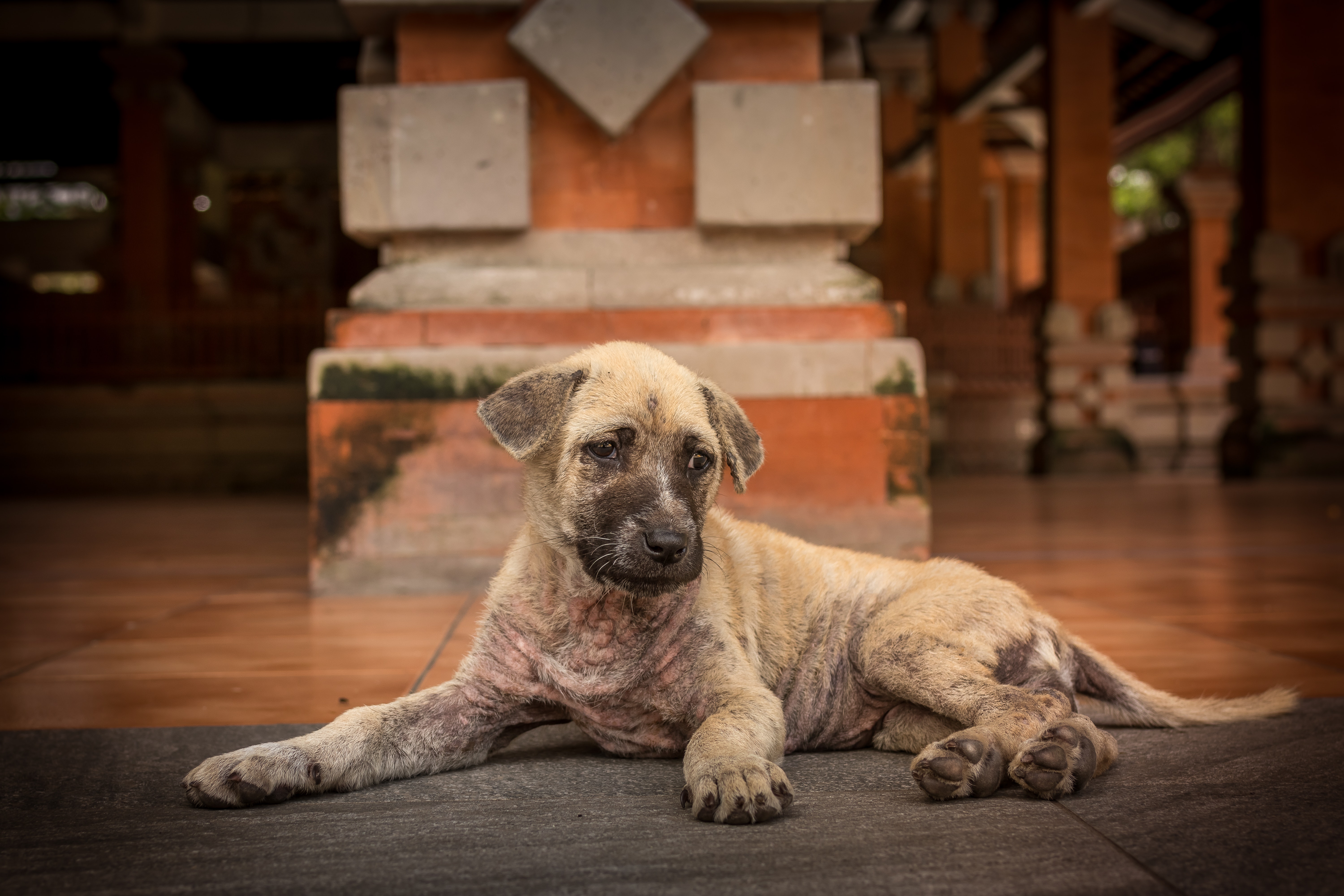 Cani randagi: Lav e Comune di Palermo uniti per favorirne l’adozione cover