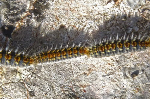 Processionaria, il bruco pericoloso per uomini e animali thumb