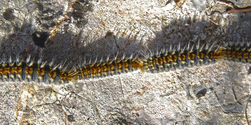 Processionaria, il bruco pericoloso per uomini e animali cover