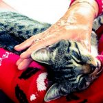 pet therapy