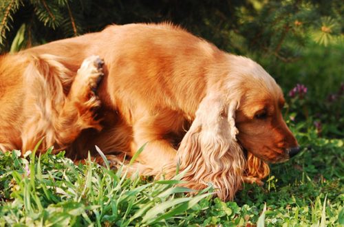 Dermatite nel cane e nel gatto: cause e soluzioni thumb