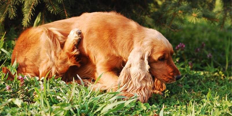 Dermatite nel cane e nel gatto: cause e soluzioni cover