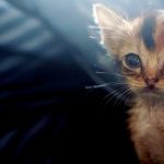 cucciola-gatto-abbandonata