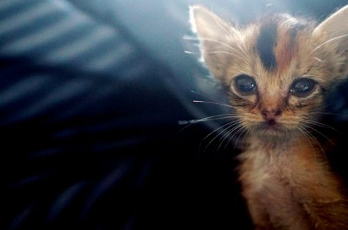 Sterilizzazione, l’arma più efficace contro l’abbandono di cuccioli thumb