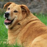 Golden-retriever-obeso