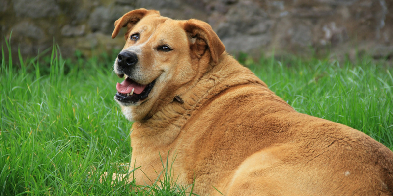 Cane grasso, i rischi dei chili di troppo cover