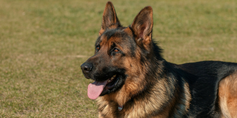 Cane poliziotto: l’Ecuador saluta quelli in pensione con una cerimonia ufficiale cover