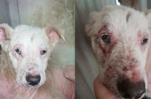 Cani da adottare: Soul vittima dell’indifferenza thumb