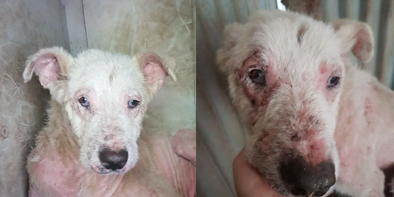 Cani da adottare: Soul vittima dell’indifferenza cover