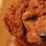 cucciolo-di-barboncino