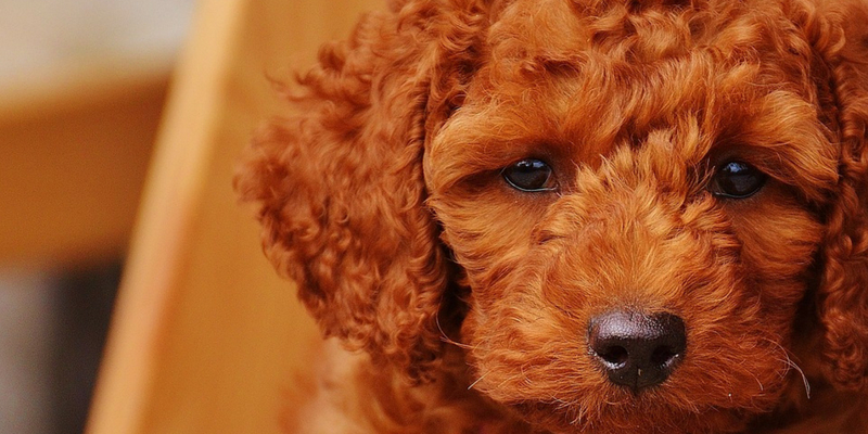 Compra cane su internet, muore il giorno dopo cover