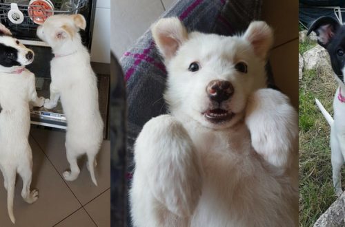 Cani da adottare, Mia e Penny cercano urgentemente casa thumb