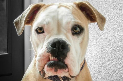 Diete naturali per cani e gatti, quando le proteine diventano dannose thumb