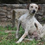 dermatite nel cane