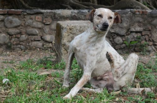 Dermatite Nel Cane: Sintomi, Cause e Cura thumb