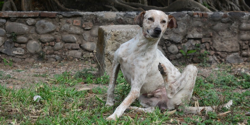 Dermatite Nel Cane: Sintomi, Cause e Cura cover
