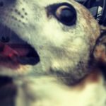 cane-chiuso-in-macchina