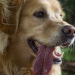 cane-in-iperventilazione