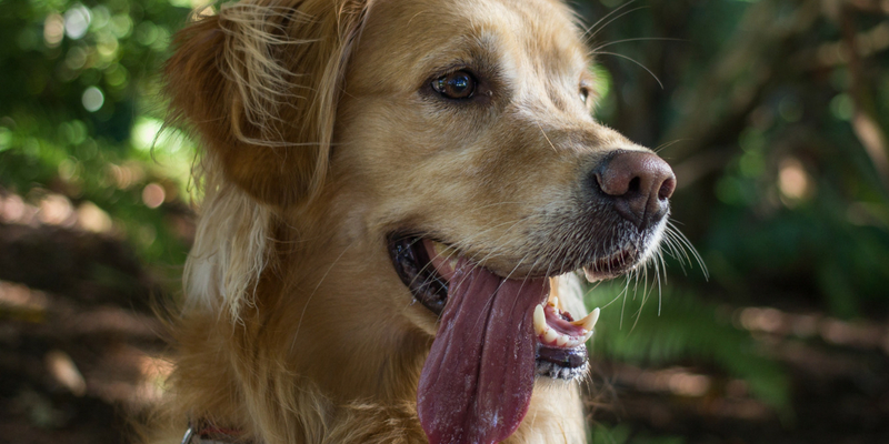 Come rinfrescare il cane quando fa caldo? cover