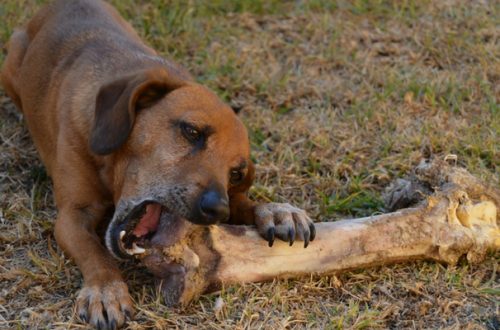 Cos’è la Dieta BARF per Cani? thumb