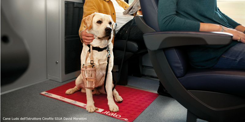 Italo, a luglio e agosto anche i cani di taglia grande viaggiano gratis cover
