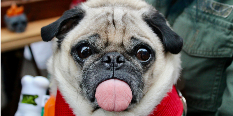 Aiuto, il mio cane non mangia! 5 rimedi all’inappetenza cover