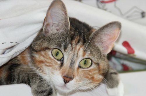 Aiuto! Il mio gatto fa la cacca fuori dalla lettiera thumb