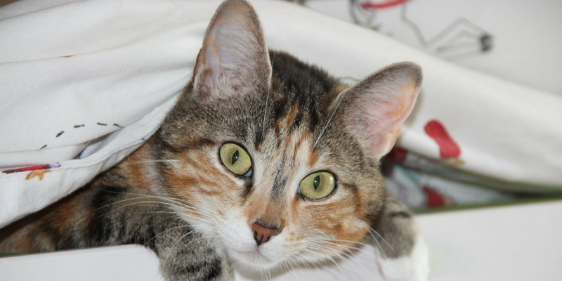 Aiuto! Il mio gatto fa la cacca fuori dalla lettiera cover