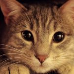 gatto-nascosto-sotto-al-letto