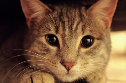 Cistite gatto, cos’è e come si cura thumb