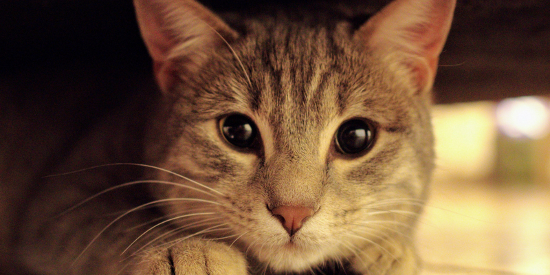 Cistite gatto, cos’è e come si cura cover