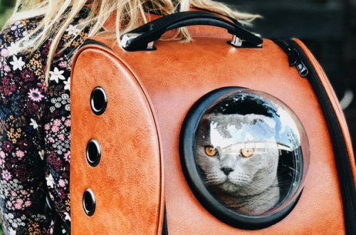 Viaggiare con il gatto: 5 consigli anti stress prima di partire thumb