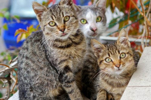 Sabato 9 giugno da Robinson sono protagonisti i gatti senza famiglia thumb