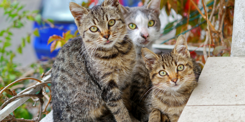 Sabato 9 giugno da Robinson sono protagonisti i gatti senza famiglia cover