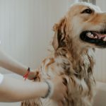 lavare-il-cane