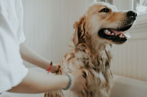 Lavare il cane, i consigli per non sbagliare thumb