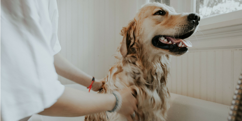 Lavare il cane, i consigli per non sbagliare cover