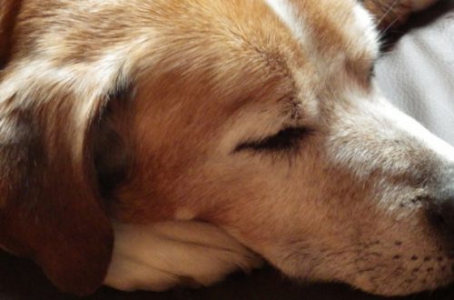 Cuccia per cani anziani, come scegliere quella più adatta? thumb