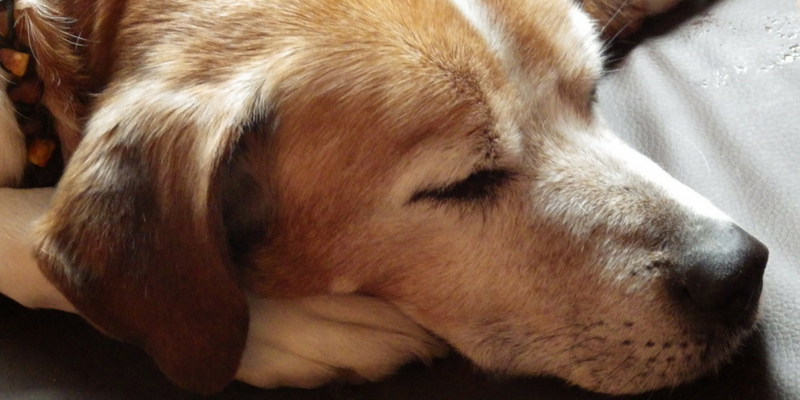 Cuccia per cani anziani, come scegliere quella più adatta? cover