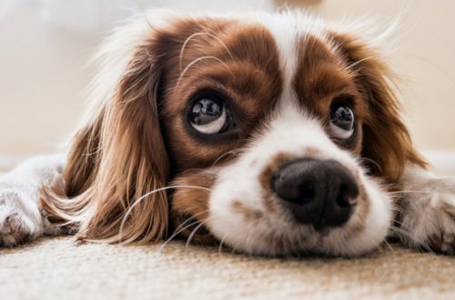 5 cose da sapere se si è scelto di lasciare il cane a casa per le vacanze thumb