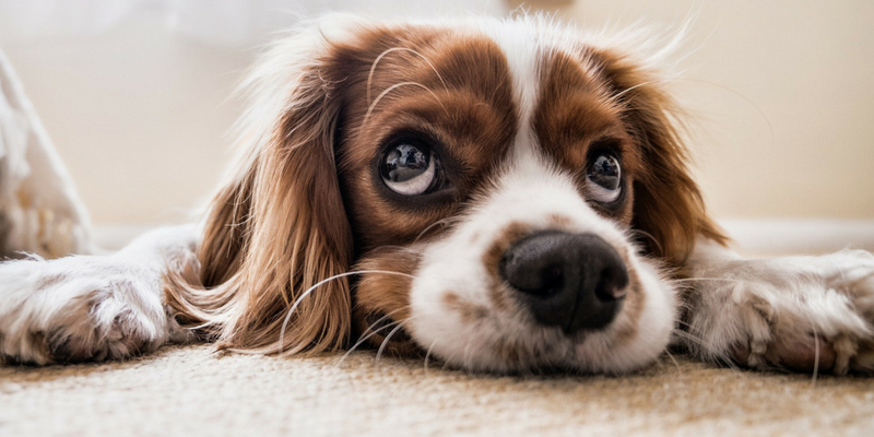 5 cose da sapere se si è scelto di lasciare il cane a casa per le vacanze cover